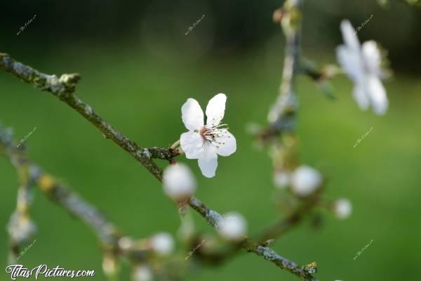 Photo Fleurs de Prunus : J’adore ces petites fleurs blanches de Prunus. Quand elles apparaissent, elles annoncent le printemps qui arrive et redonnent de la gaieté aux campagnes qui étaient bien tristes durant l’hiver 🤗😍c, Fleurs de Prunus, fleurs blanches