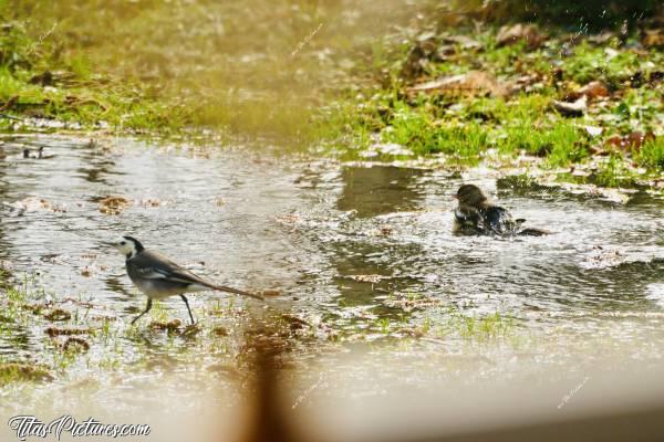 Photo Bergeronnette grise : Lors d’une fuite d’eau dans mon lieu dit, je me suis retrouvée avec un ruisseau au milieu de ma cour 🤭😅 Résultat , j’ai pu observer plein d’oiseaux venir y faire leur toilette 👍🏻😍 Ici, on peut voir un Pinson des arbres à droite et une Bergeronnette grise au 1er plan.c, Bergeronnette grise, Pinson des arbres