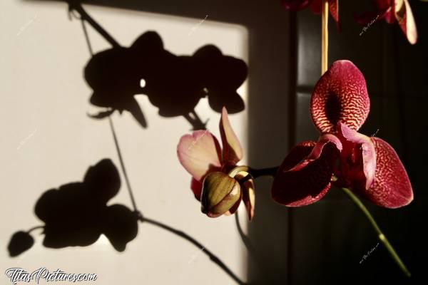 Photo Orchidée : Jeu d’Ombres et de Lumières sur ma belle Orchidée, en fin de journée ensoleillée 😍🥰c, Tita’s Pictures, Orchidée, fleurs