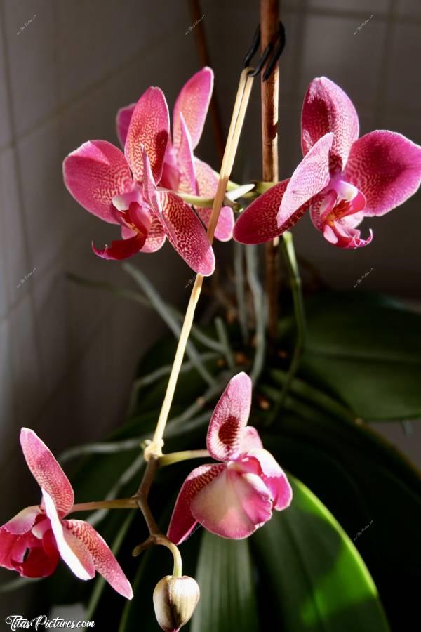 Photo Orchidée : Mon Orchidée préférée 😍🥰 Pourquoi ma préférée ? Tout simplement car c’est ma toute première. Ma grand-mère me l’a offerte en 2013. Il m’a fallu ensuite plusieurs années avant de réussir à la faire refleurir à nouveau 🤭😅 Maintenant, elle me fait 2 à 3 tiges de fleurs par an 👍🏻😍c, Tita’s Pictures, Orchidée, fleurs