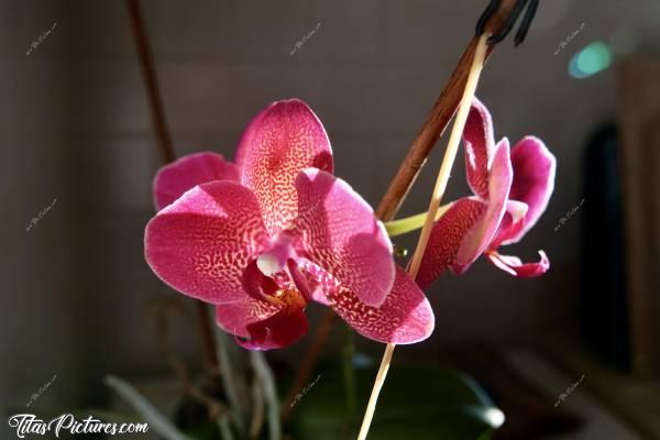 Photo Orchidée : Mon Orchidée préférée 😍🥰 Pourquoi ma préférée ? Tout simplement car c’est ma toute première. Ma grand-mère me l’a offerte en 2013. Il m’a fallu ensuite plusieurs années avant de réussir à la faire refleurir à nouveau 🤭😅 Maintenant, elle me fait 2 à 3 tiges de fleurs par an 👍🏻😍c, Tita’s Pictures, Orchidée, fleurs