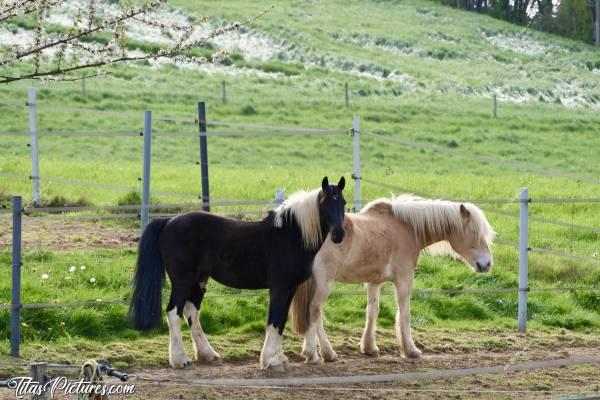 Photo Chevaux : Tout près de chez moi, il y a une garderie pour chevaux. Et voici mes 2 préférés de l’été dernier 👍🏻😍🥰c, Tita’s Pictures, Chevaux