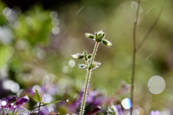 Photo Fleur sauvage : Gros plan sur une petite fleur sauvage, mise en valeur par une belle lumière matinale et par la rosée 😍🥰c, Tita’s Pictures, Fleur sauvage