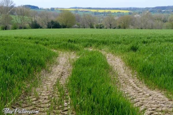 Photo La Campagne Vendéenne : En ce début de Printemps, belle randonnée 🥾 dans la Campagne Vendéenne. Les champs de colza mettent de la couleur 👍🏻😍c, Tita’s Pictures, Campagne vendéenne, Champs d’herbe