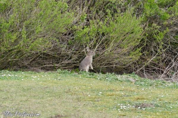 Photo Lapin de Garenne : Je suis vraiment très déçue de ne pas avoir réussi à faire une meilleure mise au point sur ce beau Lapin de Garenne 😣😪 Il me faudrait un objectif plus puissant 😅c, Tita’s Pictures, Lapin de Garenne