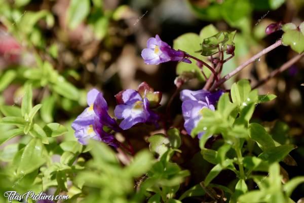 Photo Cymbalaire des Murs : Nouveau gros plan sur les mignonnes petites fleurs des Cymbalaires des Murs. Qu’est-ce que j’adore ces petites 😍🥰c, Tita’s Pictures, Cymbalaire des Murs, fleurs sauvages