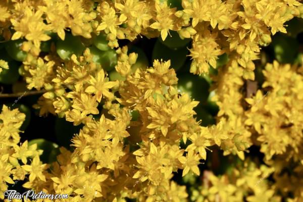 Photo Plantes grasses : C’est le Printemps, et ça fleurit partout dans le jardin 🥳😍 J’aime beaucoup ces petites fleurs jaunes de mes plantes grasses 😍🥰c, Tita’s Pictures, Plantes grasses, fleurs jaunes