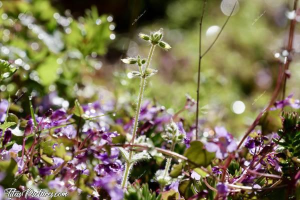 Photo Fleurs sauvages : Un beau matin ensoleillé, avec de la rosée, j’ai tenté de faire des mises au point sur des fleurs sauvages… Qu’en pensez-vous ?c, Tita’s Pictures, Fleurs sauvages, Cymbalaire des Murs