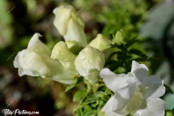 Photo Muflier blanc : Gros plan sur un muflier blanc, couvert de rosée, sous les premiers rayons du soleil du matin 😍🥰 Ces fleurs sont aussi appelées Gueules de Loup 🤭😅c, Tita’s Pictures, Muflier blanc, Gueule de loup