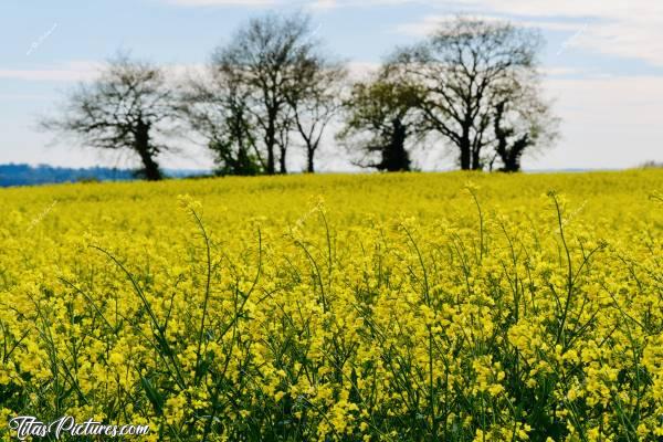 Photo Champ de Colza : Un champ de colza en fleurs. C’est vraiment très joli à voir je trouve 👍🏻😍 Par contre, l’odeur n’est pas très agréable et est un peu forte. Mais il y a pire 🤭😅c, Tita’s Pictures, Champ de colza