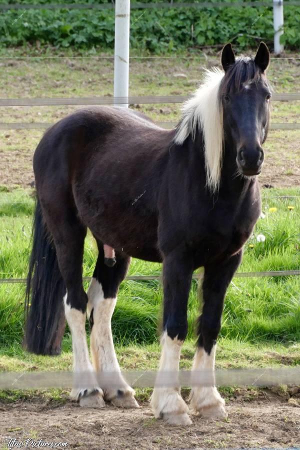 Photo Cheval Noir et Blanc : Je vous présente un beau cheval noir et blanc, que j’ai pu observer en balade, tout proche de chez moi. Je trouve qu’il a un regard très doux 😍🥰c, Tita’s Pictures, Cheval Noir et Blanc