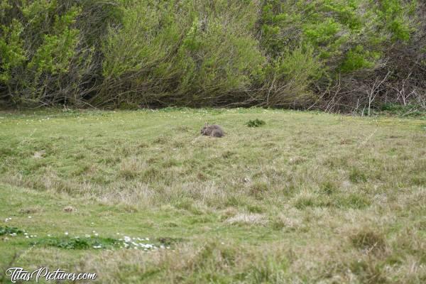 Photo Faune sauvage : Cette photo a été prise sur les dunes de la Baie du Kernic. Mais que faut-il voir exactement ? 🧐🤨 Cherchez bien 😉😊c, Tita’s Pictures, Faune sauvage