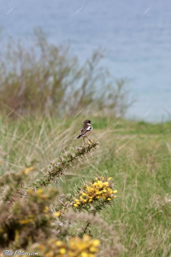 Photo Petit Oiseau : Quel beau petit oiseau, en bord de mer dans le Finistère 😍🥰 Il ne voulait pas me regarder malheureusement 😢 Et je n’arrive pas à trouver ce que c’est comme oiseau 🤭😅 Quelqu’un connaît cette espèce ?c, Tita’s Pictures, Oiseau sauvage