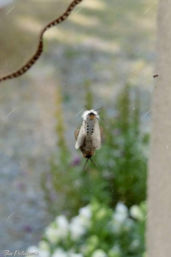 Photo Spilosoma lubricipeda : Accouplement de papillons sur la vitre de ma porte d’entrée 🤭😅😍 Il s’agit de Spilosoma lubricipeda. À moins que ce ne soit des Diaphora mendica 🤔🤭  Je n’en avais jamais vu auparavant 😯😍🥰c, Tita’s Pictures, Papillons, Spilosoma lubricipeda, Diaphora mendica