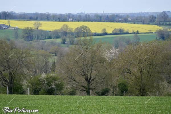 Photo Champ de Colza : La campagne vendéenne en début de printemps : le colza est en fleurs et les feuilles commencent à émerger dans les arbres 👍🏻😍🥰c, Tita’s Pictures, Colza, campagne, champs