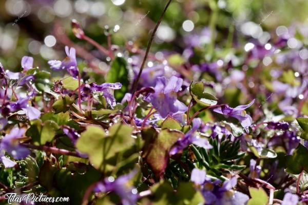 Photo Cymbalaire des Murs : Tentative de prise de vue de la rosée du matin, sur des Cymbalaires des Murs. J’adore ces petites fleurs sauvages qui ressemblent à des mini fleurs d’orchidées 😍🥰c, Tita’s Pictures, Cymbalaire des Murs