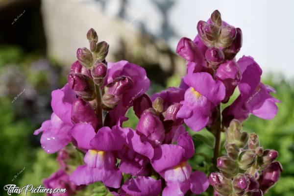 Photo Muflier fuschia : Gros plan sur de belles fleurs de Muflier (aussi appelées Gueules de Loup). J’adore ces fleurs qui se ressèment toutes seules chaque année 👍🏻😍🥰c, Tita’s Pictures, Gueules de Loup, Mufliers, fleurs