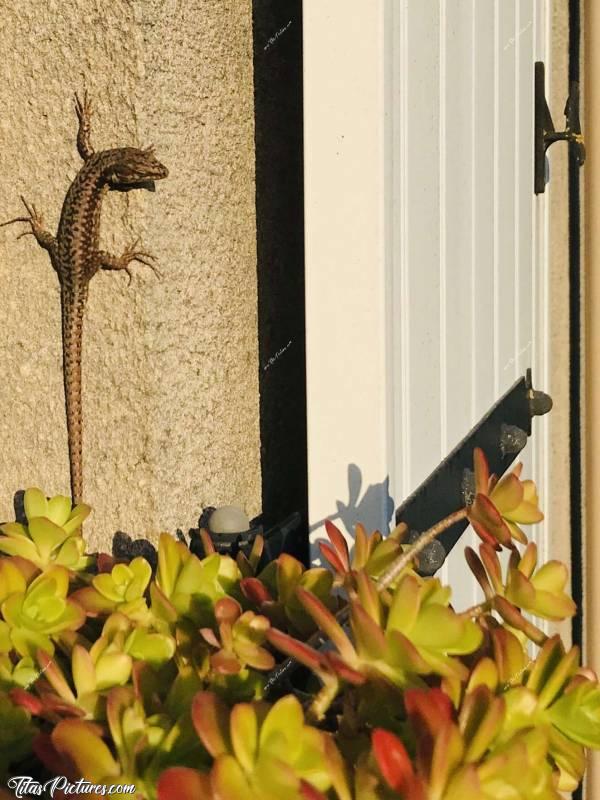 Photo Petit Lézard 🦎 : Petit Lézard 🦎  se dorant au soleil..
Il est trop beau je trouve 😊c, Lézard, Reptile