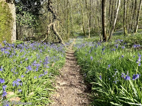 Photo Allée de Clochettes : Qu’est ce que j’adore le début de Printemps, quand les Clochettes violettes sont en fleurs 😍🥰c, Tita’s Pictures, Parc de la Barbinière, Bois, Clochettes violettes, fleurs sauvages