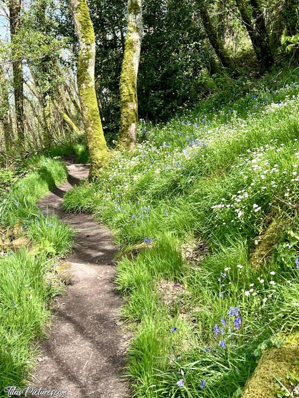 Photo Le Parc de la Barbinière  : Je crois que ma saison préférée pour aller marcher au Parc de la Barbinière, est le Printemps 🤭🥰 Quand les arbres commencent à bourgeonner et qu’il y a une explosion de fleurs sauvages de toutes sortes 😍🥰c, Tita’s Pictures, Sèvre Nantaise, Parc de la Barbinière