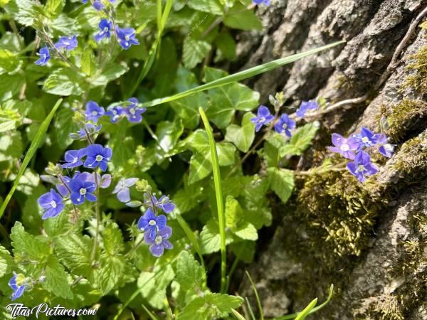 Photo Petites fleurs bleues : Lors d’une belle randonnée ensoleillée en ce début de printemps, j’ai dû m’arrêter pour immortaliser ces belles petites fleurs bleues sauvages, au pied d’un arbre 😍🥰c, Tita’s Pictures, fleurs sauvages, petites fleurs bleues