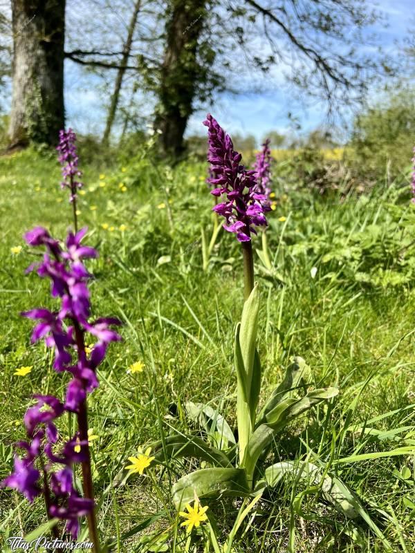 Photo Orchidées sauvages : Qu’est-ce que j’adore ces belles orchidées sauvages 😍🥰 J’en vois de plus en plus chaque année. Ça fait vraiment plaisir 😍🥰c, Tita’s Pictures, Orchidées sauvages