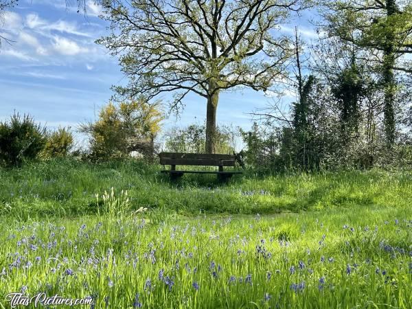 Photo Banc en bois : En me baladant dans le parc de la Barbinière en ce début de printemps, ce banc en bois m’a interpellé. Seul, à l’ombre d’un arbre, et entouré de belles clochettes violettes, je devais le prendre en photo 🤭😅😍🥰c, Tita’s Pictures, Banc en bois, Parc de la Barbinière