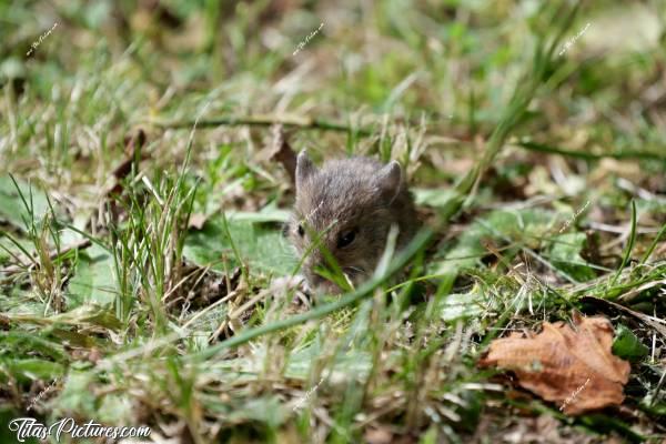 Photo Souriceau  : Encore une photo de ce mignon petit souriceau 😍🥰 Il n’a pas senti ma présence à aucun moment, pourtant je me trouvais à moins d’un mètre de lui 🤭😅c, Tita’s Pictures, Souriceau, Souris