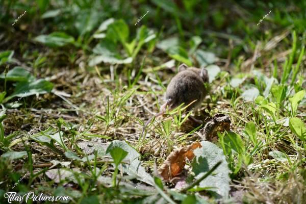 Photo Souriceau  : Mais reviens petit bonhomme 🙏🏼 J’ai envie de t’observer encore plus longtemps moi 🙁😭 Vraiment trop mimi ce petit souriceau 😍🥰c, Tita’s Pictures, Souriceau, Souris