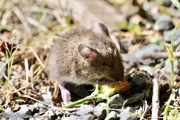 Photo Souriceau  : Un mignon petit souriceau, s’attaquant à un pissenlit. Il était vraiment trop mimi ce petit 🤭😍🥰c, Tita’s Pictures, Souriceau, Souris