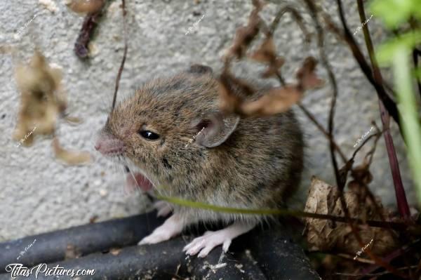 Photo Souriceau  : Il était vraiment pas peureux ce mignon petit souriceau 🤭😅😍 A aucun moment il n’a senti ma présence. Pourtant, j’étais à moins d’un mètre de lui 🤭😍c, Tita’s Pictures, Souriceau, Souris, Bébé