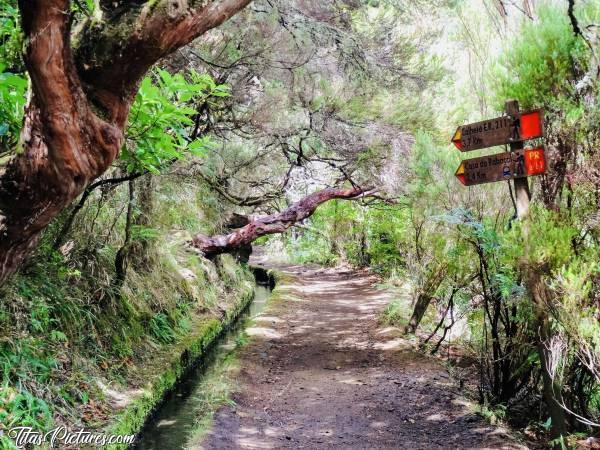 Photo Levada : Randonnée le long d’un Levada dans le centre de l’île. La végétation en sous-bois est très luxuriante et il y fait bon d’y marcher 😊c, Madère, Levada, Randonnée