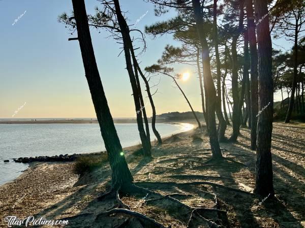 Photo Le Veillon : Beau jeu d’ombres et de lumières, sous les pins de la plage du Veillon en fin de journée 😍😎c, Tita’s Pictures, Plage, Le Veillon