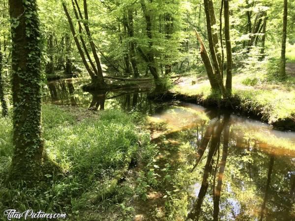 Photo Mervent : Balade dans les bois à Mervent. J’adore quand le soleil passe au travers des feuilles et fait refléter les arbres dans l’eau..c, Mervent, Bois, Ruisseau des Verreries