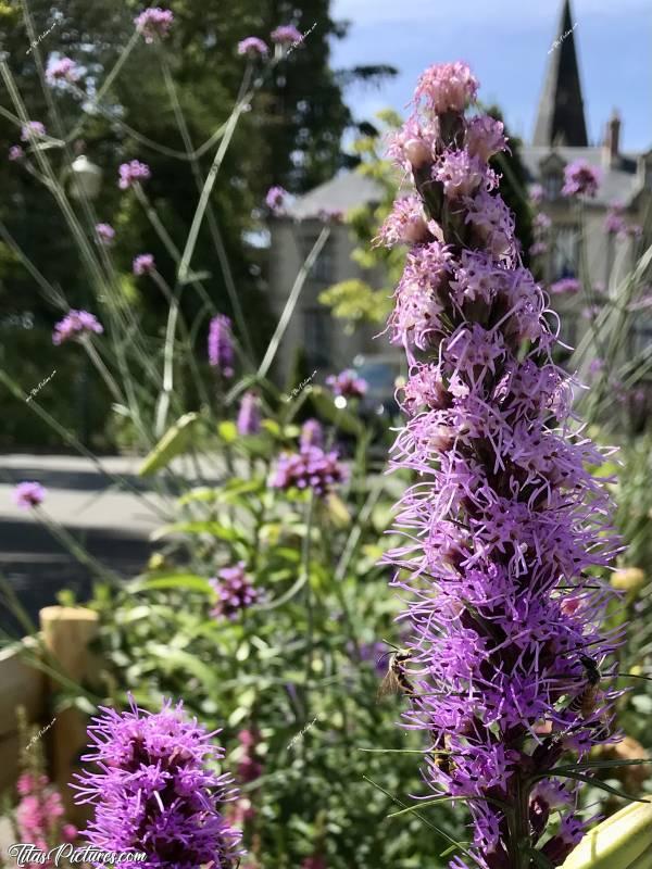 Photo Liatris spicata : Gros plan sur cette Liatris spicata, découverte sur le parking de la mairie de la Flocellière 👍🏻😍c, Tita’s Pictures, fleurs violettes, Liatris spicata