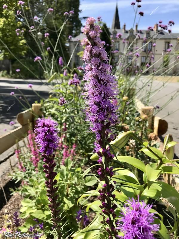 Photo Liatris spicata : Le parking de la mairie de la Flocellière est joliment fleuri 😍 Voici une belle fleur que je ne connaissais pas, qui s’appelle Liatris spicata. c, Tita’s Pictures, fleurs violettes, Liatris spicata