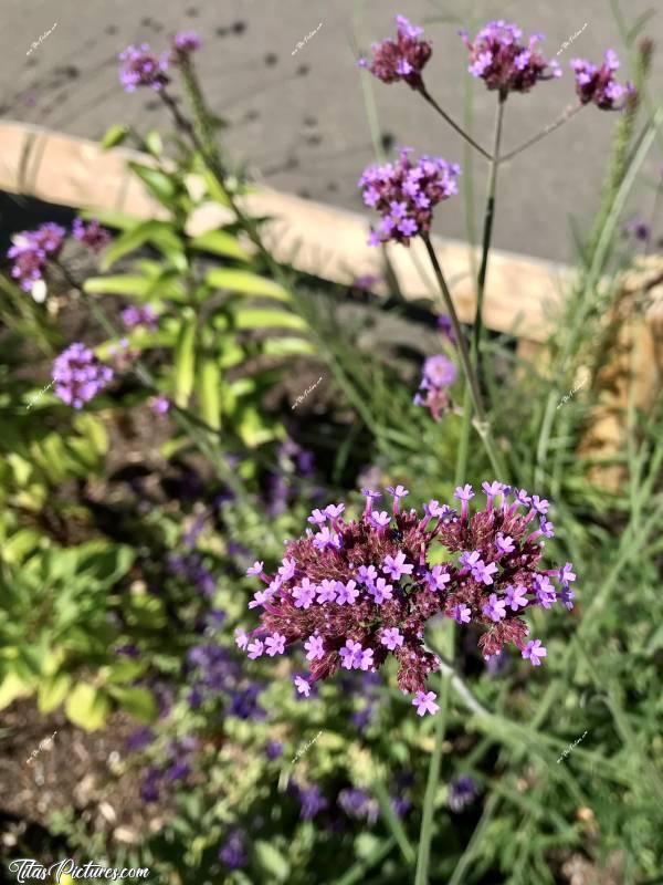 Photo Verveine de Buenos-Aires : Qu’est-ce que j’adore cette fleur, la Verveine de Buenos-Aires. Il va falloir que j’en trouve pour mettre dans mon jardin 🤭🥰c, Tita’s pictures, fleurs violettes, Verveine de Buenos-Aires