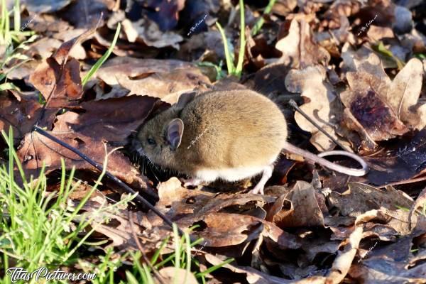 Photo Souris : Une petite dernière de cette mignonne petite souris, encore toute jeune. Je n’oublierai jamais cette belle expérience 🤭🥰c, Tita’s Pictures, Souris