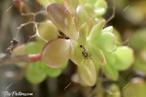 Photo Petite araignée  : Tentative de photo macro pour capturer cette petite araignée, se situant sur ma plante grasse. Mais il y avait du vent , bien évidemment 😖
En recadrant la photo, pour mieux voir l’araignée, j’ai découvert qu’il y avait une plus petite araignée à côté 🤭😅 Je pense que la grande est la femelle et la plus petite est un mâle. Car sinon, la grande ne l’aurait pas tolérer aussi près d’elle 😬😅c, Tita’s Pictures, araignée 