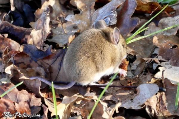 Photo Souris : Une autre photo de cette petite souris trop mignonne 😍🥰c, Tita’s Pictures, Souris