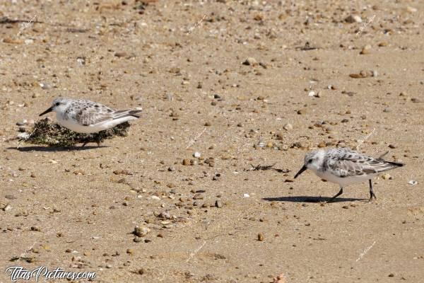Photo Bécasseau Sanderling : Voici 2 Bécasseaux Sanderling que j’ai pu approcher suffisamment près pour prendre cette photo. Ce sont ces petits oiseaux que l’on voit courir devant les vagues pour pas se faire engloutir et pouvoir picorer le sable, à la recherche de leur nourriture. 
J’avoue que je pense sérieusement à investir dans un objectif plus puissant 😅c, Tita’s Pictures, Bécasseau Sanderling, oiseaux