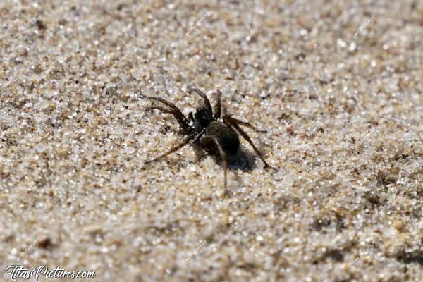 Photo Araignée  : À l’endroit excact de la photo précédente, qui montre la dune du Veillon en arrière plan, j’ai vu cette petite araignée qui filait sur le sable. Elle était vraiment bien loin de toute végétation. C’est peut-être une espèce qui vit uniquement dans le sable 🤔c, Tita’s Pictures, araignée 