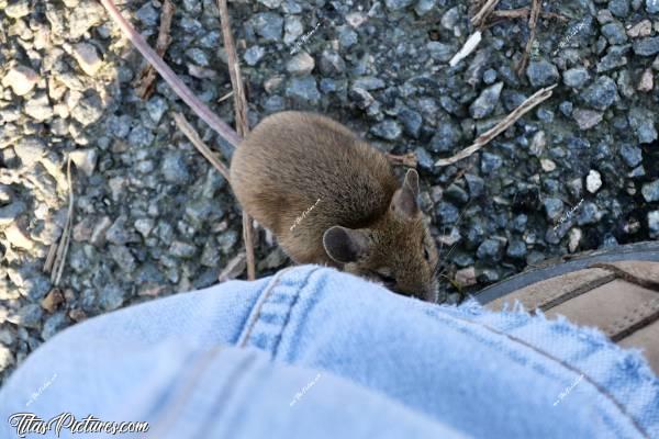 Photo Souris : Depuis toute petite, j’ai toujours eu un don avec les animaux, qu’ils soient sauvages ou domestiques. Cette petite souris sauvage découverte en pleine nature, en est la preuve 🤭 Elle est venue tenter de grignoter ma chaussure 😅 Trop mignonne 🥰c, Tita’s Pictures, Souris