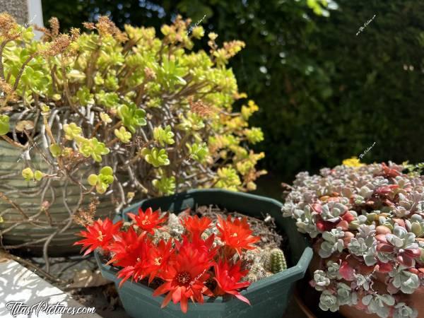 Photo Pots de fleurs : Voici la vue que j’ai en ce moment pour faire la vaisselle. Il y a bien pire je pense ? 🤭😅🥰c, Tita’s Pictures, pots de fleurs, plantes grasses, cactus