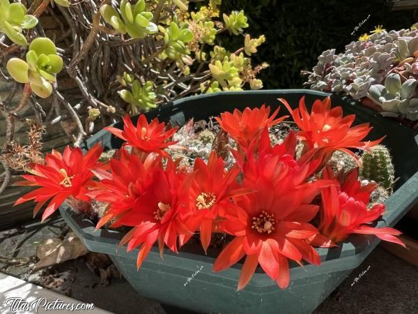 Photo Cactus en fleurs : Mes petits cactus n’ont jamais autant donné de fleurs que cette année 2025. Trop belles 😍🥰c, Tita’s Pictures, pots de fleurs, plantes grasses, cactus