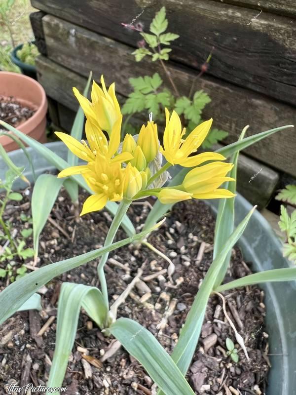 Photo Ail doré : Une amie m’a donné des bulbes il y a quelques semaines. Elles ne savaient plus ce que c’était. Et voici la fleur qui en est sortie. Il s’agit d’un ail doré. Je ne connaissais pas du tout 🤭😅c, Tita’s Pictures, ail doré, fleurs jaunes 