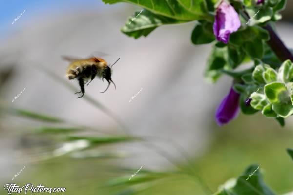 Photo Abeille sauvage  : Abeille en plein vol. La mise au point est pas très réussie, mais j’aime bien le rendu de la photo 🥰 C’est pourquoi je vous la partage quand même 🤭 Qu’en pensez-vous ?c, Tita’s Pictures, abeille sauvage 