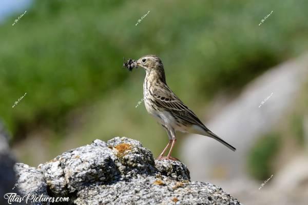 Photo Pipit des arbres  : Voici un Pipit des arbres qui a pris la pose pour moi tout un moment, alors qu’il avait le bec plein d’insectes. Je pense que son nid était tout proche et qu’il attendait que je m’éloigne pour s’y rendre..
Trop bizarre le nom de cet oiseau 🤭😄 Surtout que j’en observe toujours en bord de mer, sur des rochers et loin des arbres 🤣c, Tita’s Pictures, Pipit des arbres, oiseau