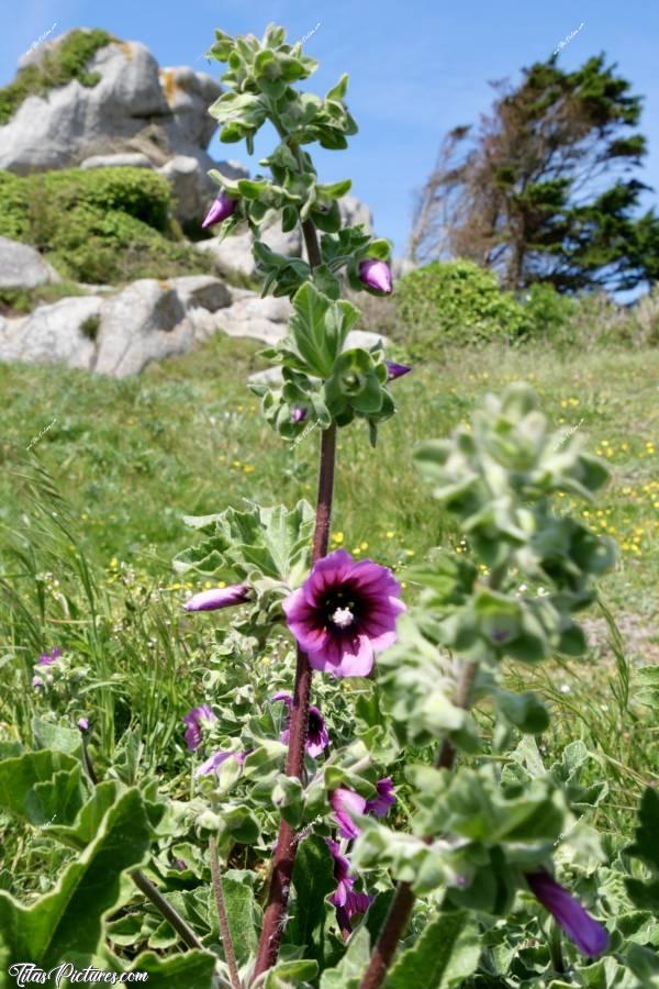 Photo Malva arborea  : Et voici une fleur découverte en bord de mer dans le Finistère. Il s’agit d’une Malva arborea. C’est joli je trouve et ça attire plein d’insectes volants 😍c, Tita’s Pictures, Malva arborea, fleur rose fuschia