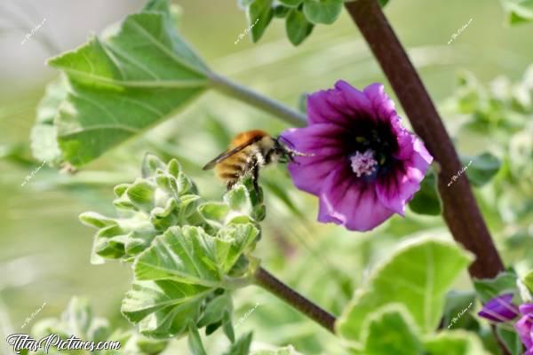 Photo Abeille sauvage : Une abeille sauvage était en train d’essayer de se poser sur cette belle Marva arborea. Mais comme il y avait beaucoup de vent, elle avait beaucoup de mal 🤭😅 D’ailleurs, j’ai eu beaucoup de mal à obtenir une bonne mise au point 😬😅c, Tita’s Pictures, abeille sauvage, Marva arborea 